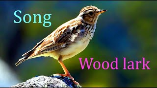 Woodlark Lullula arboreaBirds Singing and Chirping in Forest [upl. by Anairo]