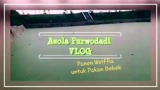 AP Vlog Panen Wolffia untuk Pakan Bebek [upl. by Daney192]