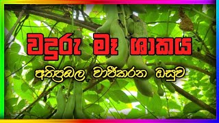 වදුරු මෑ  waduru mee  Mucuna Pruriens 13 [upl. by Tipton]