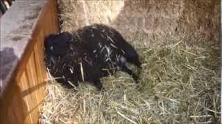 Black Welsh Mountain Sheep Lambing [upl. by Notslar]