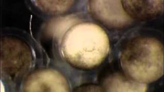 Xenopus tropicalis  Gastrulation [upl. by Shanley]