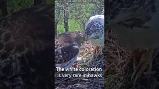 Angel the Leucistic Redtailed Hawk￼ Live Nest Cam on this channel 😊 bird hawk leucistic [upl. by Healy]