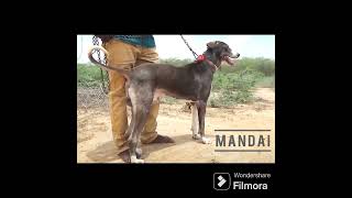 Ramnathpuram dog drsksinghchanneljaishree1255 [upl. by Etolas]