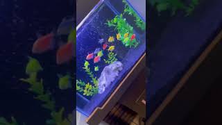 Glofish Tetra Tank Setup ðŸ’›ðŸ’šðŸ§¡ colorwidow glofishtetra glofish aquarium aquascape [upl. by Nnairet829]