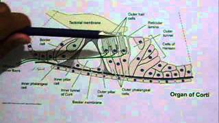 Órgano de Corti [upl. by Vihs]