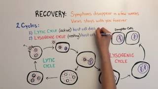 Mononucleosis Video 3 Mononucleosis III [upl. by Lledniw269]