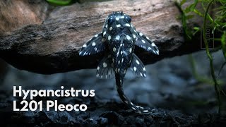 Rare Pleco  L201 Hypancistrus contradens  Wild Caught Breeding Group [upl. by Godwin]