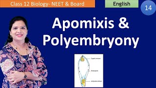 Apomixis and Polyembryony NCERT Class 12  English [upl. by Elfreda136]