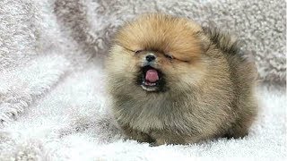 PUPPIES BARKING  Cute Puppy Barking Videos Compilation  DOGS BARKING VIDEOS [upl. by Leitnahs170]