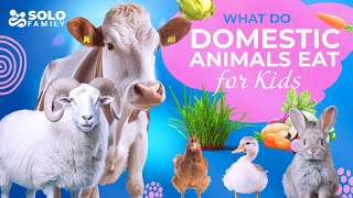 What do domestic animals eat  What do animals eat  Domestic Animals and Their Food Kids Video [upl. by Eisseb]