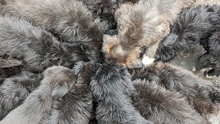 Litter of Labradoodle Puppies [upl. by Olegnaed]