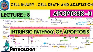 Intrinsic pathway of apoptosis  apoptosis  cell injury  Robbins pathology  MCWA [upl. by Anaeel53]