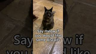 Have you ever heard a Maine Coon cat meowing [upl. by Akeret]