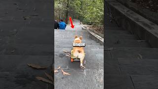 Chill Skateboarding Dog In Japan petfoodsuppliers [upl. by Nahtanoy]