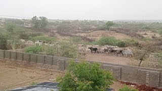 Rainy Stampede as Cows Head Home cows funnyanimals rainydayvibes [upl. by Elaynad]