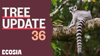 Revealing our Madagascar Adventure  Tree Update 36 [upl. by Ainahpets]