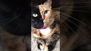 Harvey Dent Cat The TwoFaced cat with Cute Eyes  Animals [upl. by Nyahs792]