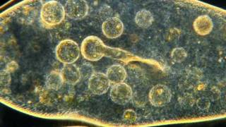 Amazing Microscopic HD Video Paramecium Feeding [upl. by Osher671]