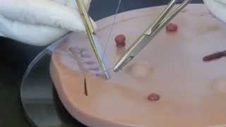 SUTURE DISC Pro Delphus Manual de Sutura 24 min  Disco 1 [upl. by Ettari]