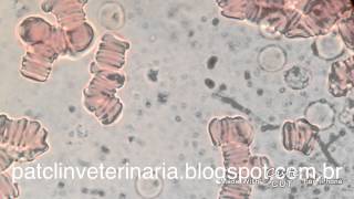 Trypanosoma evansi em sangue de cão Objetiva 100x [upl. by Spear]