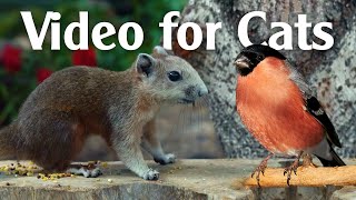 Bird Watching Video For Cats ALL DAY Bird and Squirrel Entertainment For Cats [upl. by Rannug738]