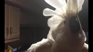 Chief the Cockatoo CUSSES out owner for leaving room wSubtitles [upl. by Leary]