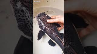 How to grow Red Tail Catfish fast  nature Co malayalam shorts redtailcatfish monsterfish [upl. by Chambers]