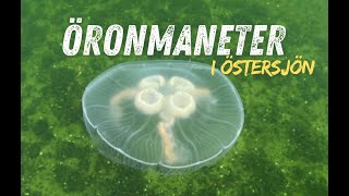 Öronmaneter i Östersjön [upl. by Haduj]