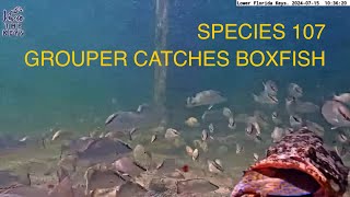 Species 107 COWFISH or BOXFISH caught by GROUPER on vivathekeys underwater livestream [upl. by Imailiv]