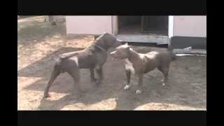 Bully XXL pitbull BGKs The Rock the largest XXL blue pitbull the biggest pit bull [upl. by Beller108]