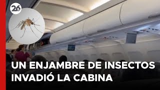 MÉXICO  Invasión de mosqutos en una cabina de un avión a punto de despegar [upl. by Dlanor]