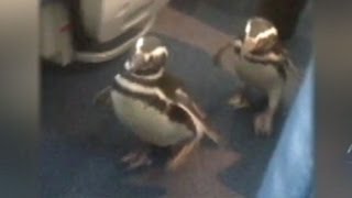 Funny Animal Videos Penguins Fly First Class to Discovery Channels Frozen Planet premiere [upl. by Oakie]