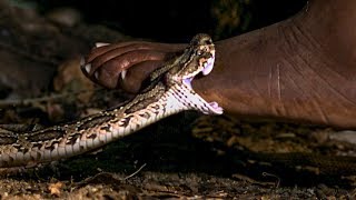 Viper Bite in Slow Mo  BBC Earth [upl. by Leola]