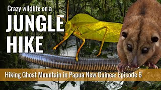 Jungle adventure on the Kapa Kapa Trail 6 – Local encounters amp wildlife in Papua New Guinea [upl. by Rico]