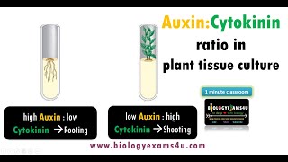 What is Auxin Cytokinin ratio in Plant Tissue Culture  BiologyExams4u One minute Classroom [upl. by Ahsea858]