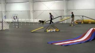 Five Airedale Agility Runs  AKC [upl. by Hubey238]