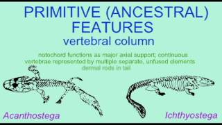 PL1 FIRST TETRAPODS AS TRANSITIONAL FOSSILS [upl. by Robby]