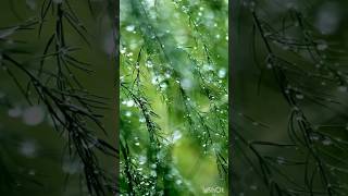 Mindblowing songPEACE in natureMind relaxing video WATCH IT [upl. by Socram]