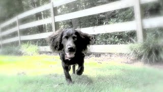 Kona Boykin Spaniel Puppy Water Play at Lake Lanier and Play Ball [upl. by Glorianna]