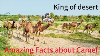 Top 30 Amazing Facts About Camels  Interesting Facts About CamelsGroup of camels running for water [upl. by Enylrac935]