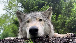 Gray Wolf Yearling Enjoys Rainy Spring Day [upl. by Animrelliug]