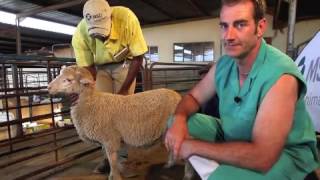 Sheep Intramuscular injection technique [upl. by Noman]