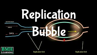 DNA Replication Bubble  Replication Fork [upl. by Adaynek]