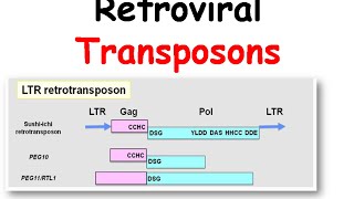 Mechanism of transposition of retroviral transposons [upl. by Eecrad]