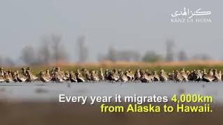 The migration of golden plover bird 🐦 [upl. by Noraha]