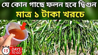 মাত্র ১ টাকা খরচে  যে কোন গাছে ফলন হবে দ্বিগুন  মাত্র ১৫ দিনে গাছে প্রচুর ফুল আসবেই [upl. by Esir]