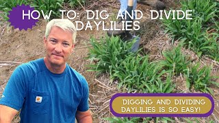 HOW TO DIG AND DIVIDE DAYLILIES  An Easy HowTo [upl. by Elitnahc721]