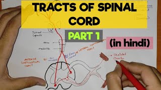 Tracts of Spinal Cord  1  Pyramidal Tracts [upl. by Runkel]