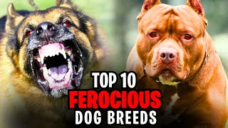 Top 10 Most Ferocious Dog Breeds [upl. by Colis]