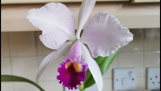 Cattleya trianaei  trianae a winter blooming orchid growing indoors in England UK [upl. by Davena354]